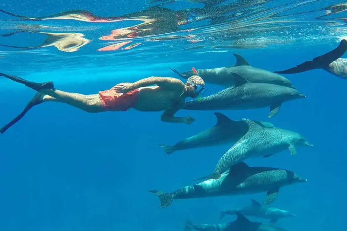 From Hurghada: Dolphin Watching Tour with Snorkeling