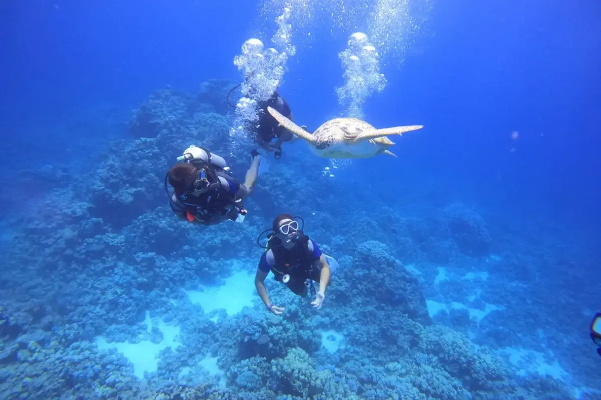 Excursion plongée sous-marine et avec tuba, déjeuner inclus, au départ d'Hurghada
