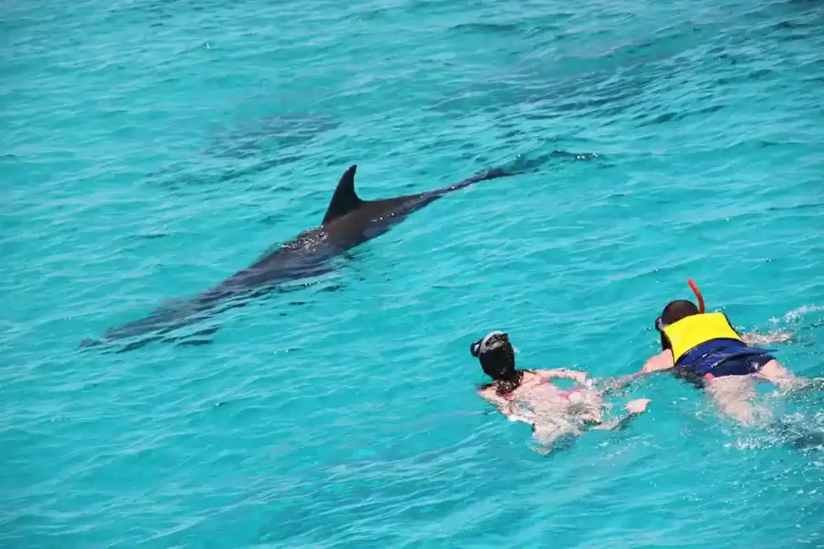 From Hurghada: Dolphin Watching Tour with Snorkeling