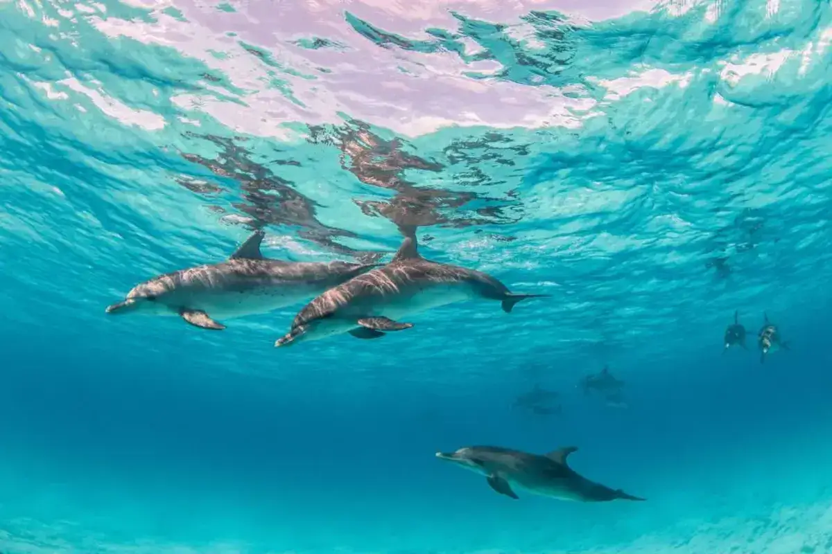 From Hurghada: Dolphin Watching Tour with Snorkeling
